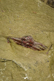 21060 - Rare Parabathycheilus cf. gallicus Lower Ordovician Fezouata Fm