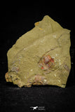 21060 - Rare Parabathycheilus cf. gallicus Lower Ordovician Fezouata Fm