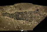 30063 - Devonian Lobed-Fin Fish (Osteolepis macrolepidotus) - Scotland