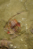 21060 - Rare Parabathycheilus cf. gallicus Lower Ordovician Fezouata Fm