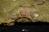 21060 - Rare Parabathycheilus cf. gallicus Lower Ordovician Fezouata Fm