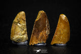 05643 - Great Collection of 3 Abelisaur Dinosaur Teeth Cretaceous KemKem Beds