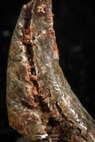 07079 - Top Rare 0.63 Inch Upper Cretaceous Pterosaur Claw KemKem Beds Ifezouane Fm