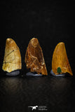05643 - Great Collection of 3 Abelisaur Dinosaur Teeth Cretaceous KemKem Beds
