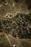 30063 - Devonian Lobed-Fin Fish (Osteolepis macrolepidotus) - Scotland