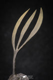 20020 - Museum Grade Trident 3.30 Inch Walliserops trifurcatus Middle Devonian Trilobite