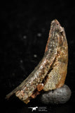 07079 - Top Rare 0.63 Inch Upper Cretaceous Pterosaur Claw KemKem Beds Ifezouane Fm