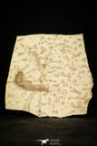 30064 - Beautiful 1.97 Inch Glossanodon sp Oligocene Fossil Fish - Poland