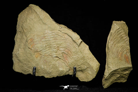 21061 - Top Rare Dactylocephalus sp Lower Ordovician Trilobite Fezouata Fm