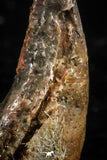 07079 - Top Rare 0.63 Inch Upper Cretaceous Pterosaur Claw KemKem Beds Ifezouane Fm