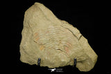 21061 - Top Rare Dactylocephalus sp Lower Ordovician Trilobite Fezouata Fm