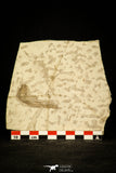 30064 - Beautiful 1.97 Inch Glossanodon sp Oligocene Fossil Fish - Poland