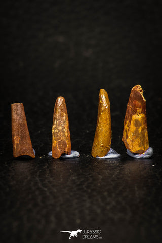 05644 - Great Collection of 4 Pterosaur (Coloborhynchus) Teeth Cretaceous KemKem Beds