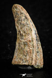 07080 - Top Rare 0.86 Inch Unidentified Theropod Dinosaur Hand (Manus) Partial Claw Cretaceous KemKem