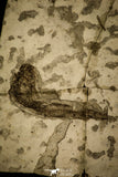 30064 - Beautiful 1.97 Inch Glossanodon sp Oligocene Fossil Fish - Poland