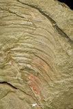 21061 - Top Rare Dactylocephalus sp Lower Ordovician Trilobite Fezouata Fm