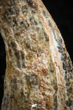 07080 - Top Rare 0.86 Inch Unidentified Theropod Dinosaur Hand (Manus) Partial Claw Cretaceous KemKem