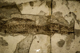 30064 - Beautiful 1.97 Inch Glossanodon sp Oligocene Fossil Fish - Poland