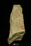 21061 - Top Rare Dactylocephalus sp Lower Ordovician Trilobite Fezouata Fm