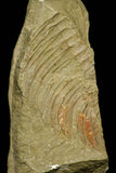 21061 - Top Rare Dactylocephalus sp Lower Ordovician Trilobite Fezouata Fm