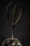 20020 - Museum Grade Trident 3.30 Inch Walliserops trifurcatus Middle Devonian Trilobite