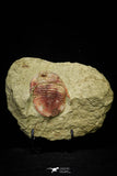 21062 - Colorful Asaphellus fezouatensis Lower Ordovician Trilobite Fezouata Fm