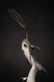 20020 - Museum Grade Trident 3.30 Inch Walliserops trifurcatus Middle Devonian Trilobite