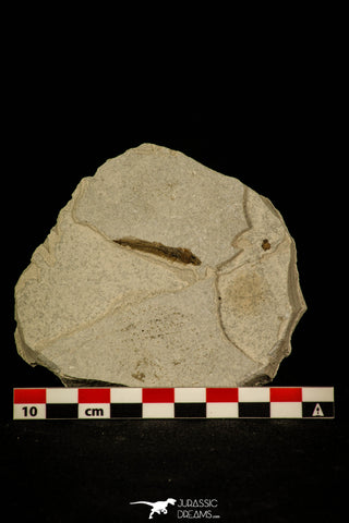 30065- Top Rare Clupea catopygoptera Fossil Fish - Eocene Monte Bolca Italy