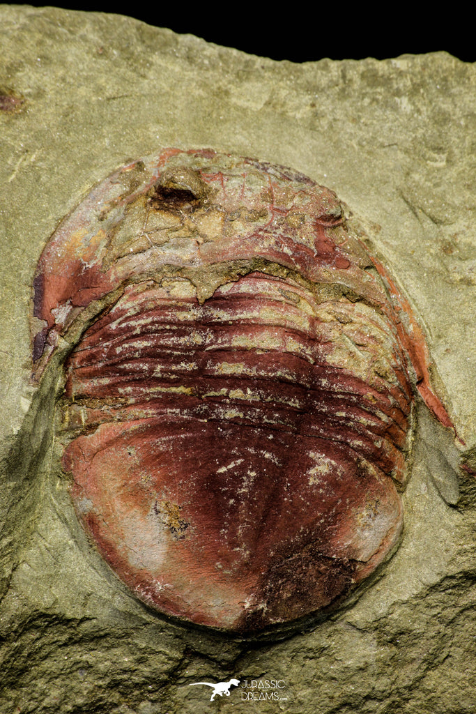 21062 - Colorful Asaphellus fezouatensis Lower Ordovician Trilobite Fezouata Fm