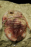 21062 - Colorful Asaphellus fezouatensis Lower Ordovician Trilobite Fezouata Fm