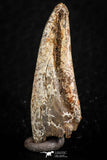 07081 - Top Rare 1.29 Inch Spinosaurus Dinosaur Toe Claw Cretaceous KemKem Beds