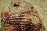 21062 - Colorful Asaphellus fezouatensis Lower Ordovician Trilobite Fezouata Fm