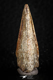 07081 - Top Rare 1.29 Inch Spinosaurus Dinosaur Toe Claw Cretaceous KemKem Beds