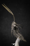 20020 - Museum Grade Trident 3.30 Inch Walliserops trifurcatus Middle Devonian Trilobite