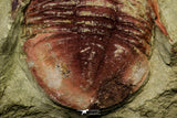 21062 - Colorful Asaphellus fezouatensis Lower Ordovician Trilobite Fezouata Fm