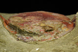 21062 - Colorful Asaphellus fezouatensis Lower Ordovician Trilobite Fezouata Fm