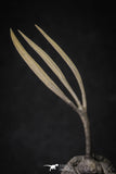 20020 - Museum Grade Trident 3.30 Inch Walliserops trifurcatus Middle Devonian Trilobite