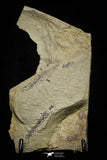 21063 - Amazing Lehua sp Lower Ordovician Trilobite Fezouata Fm