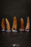 05645 - Great Collection of 5 Pterosaur (Coloborhynchus) Teeth Cretaceous KemKem Beds