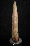 07082 - Top Rare 1.11 Inch Upper Cretaceous Pterosaur Claw KemKem Beds Ifezouane Fm