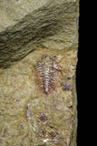 21063 - Amazing Lehua sp Lower Ordovician Trilobite Fezouata Fm