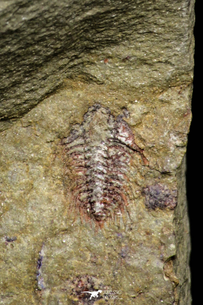 21063 - Amazing Lehua sp Lower Ordovician Trilobite Fezouata Fm