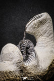 20022 - Museum Grade Trident 2.37 Inch Walliserops trifurcatus Middle Devonian Trilobite