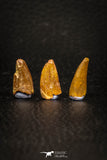 05646 - Great Collection of 3 Abelisaur Dinosaur Teeth Cretaceous KemKem Beds