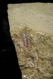 21063 - Amazing Lehua sp Lower Ordovician Trilobite Fezouata Fm