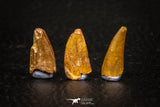 05646 - Great Collection of 3 Abelisaur Dinosaur Teeth Cretaceous KemKem Beds