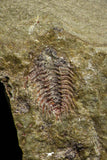 21063 - Amazing Lehua sp Lower Ordovician Trilobite Fezouata Fm