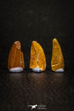 05646 - Great Collection of 3 Abelisaur Dinosaur Teeth Cretaceous KemKem Beds