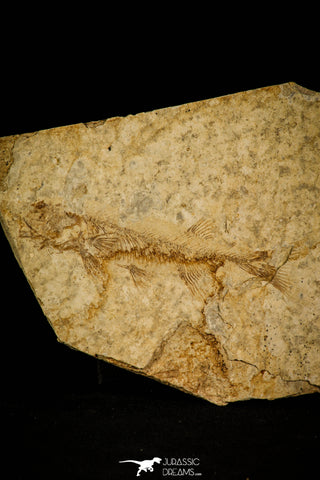 30067 - Top Beautiful 3.70 Inch Unidentified Fossil Fish - Cretaceous Lebanon