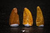 05646 - Great Collection of 3 Abelisaur Dinosaur Teeth Cretaceous KemKem Beds